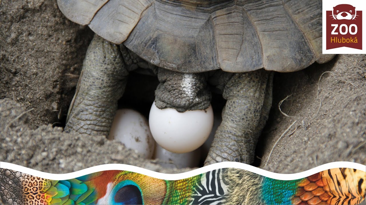 Kladení vajec - želva žlutohnědá