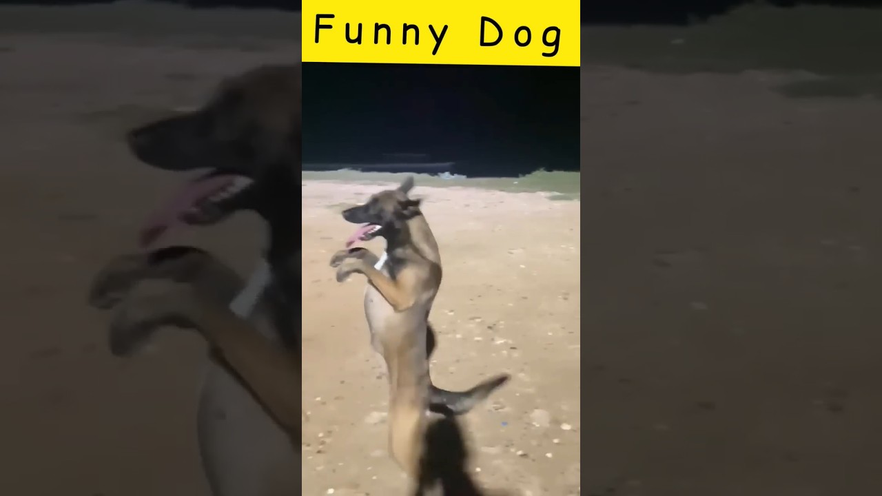 dog dunce #funnyvideo