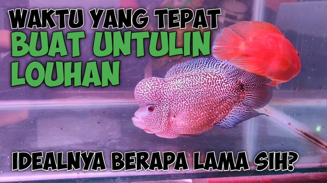 KAPAN WAKTU YANG TEPAT BUAT UNTULIN LOUHAN?