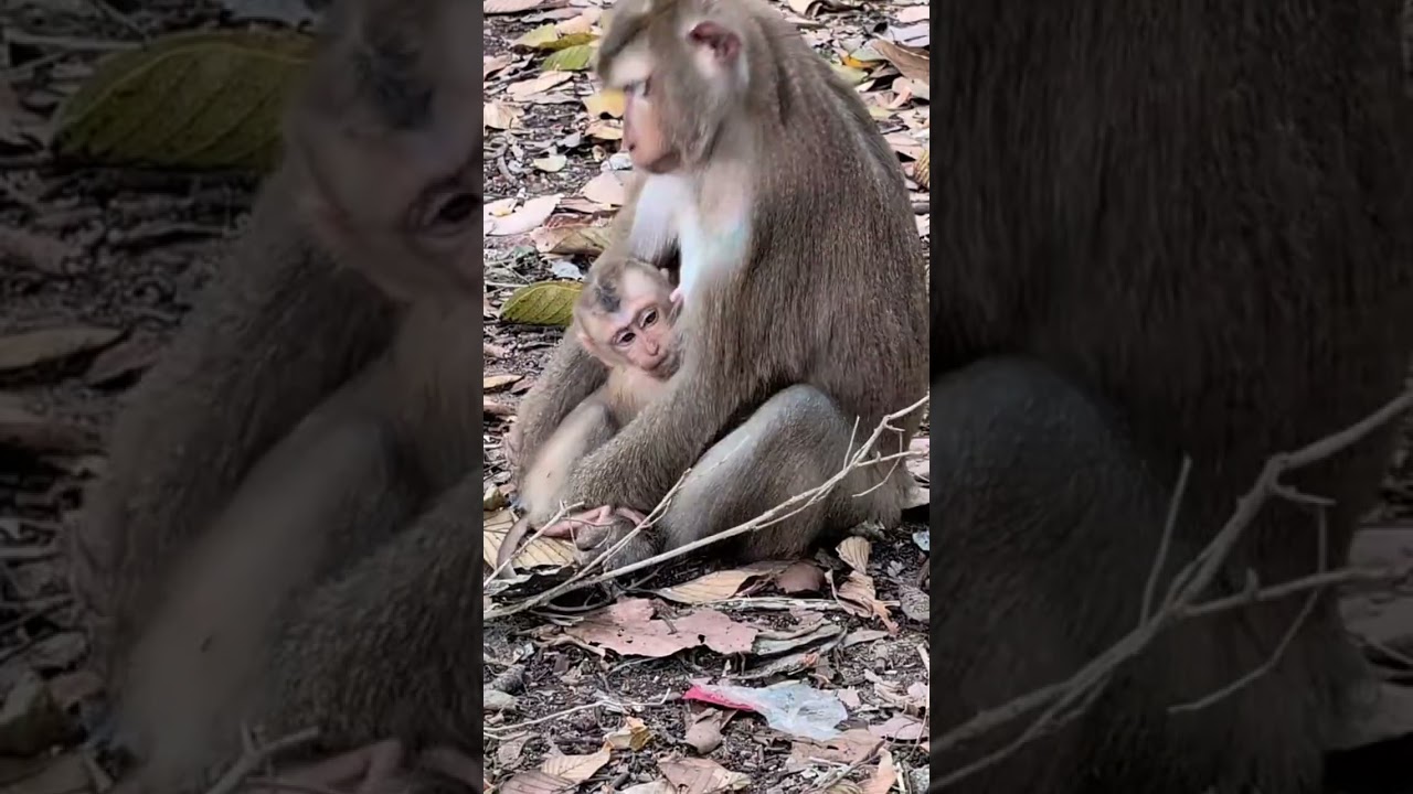 A Day in the Life: Foraging Fun with Luna and Little Lynx #15