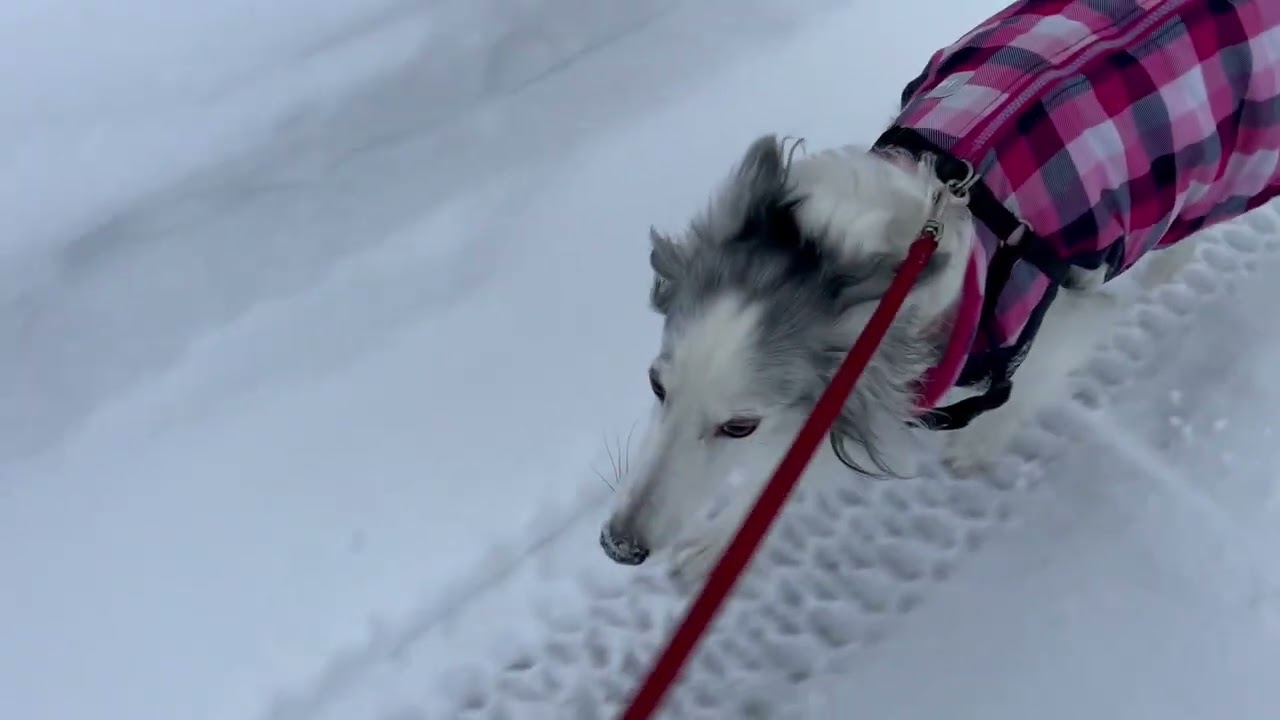 Zach Walk on the Morning of January 26th