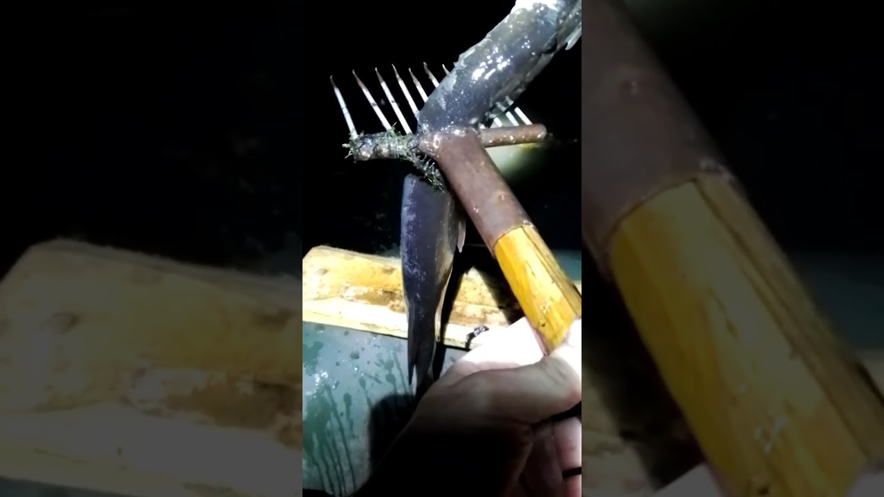 Рыбалка на острогу🐟!#рыбалканаострогу#ночнаярыбалка#лучениящуки#