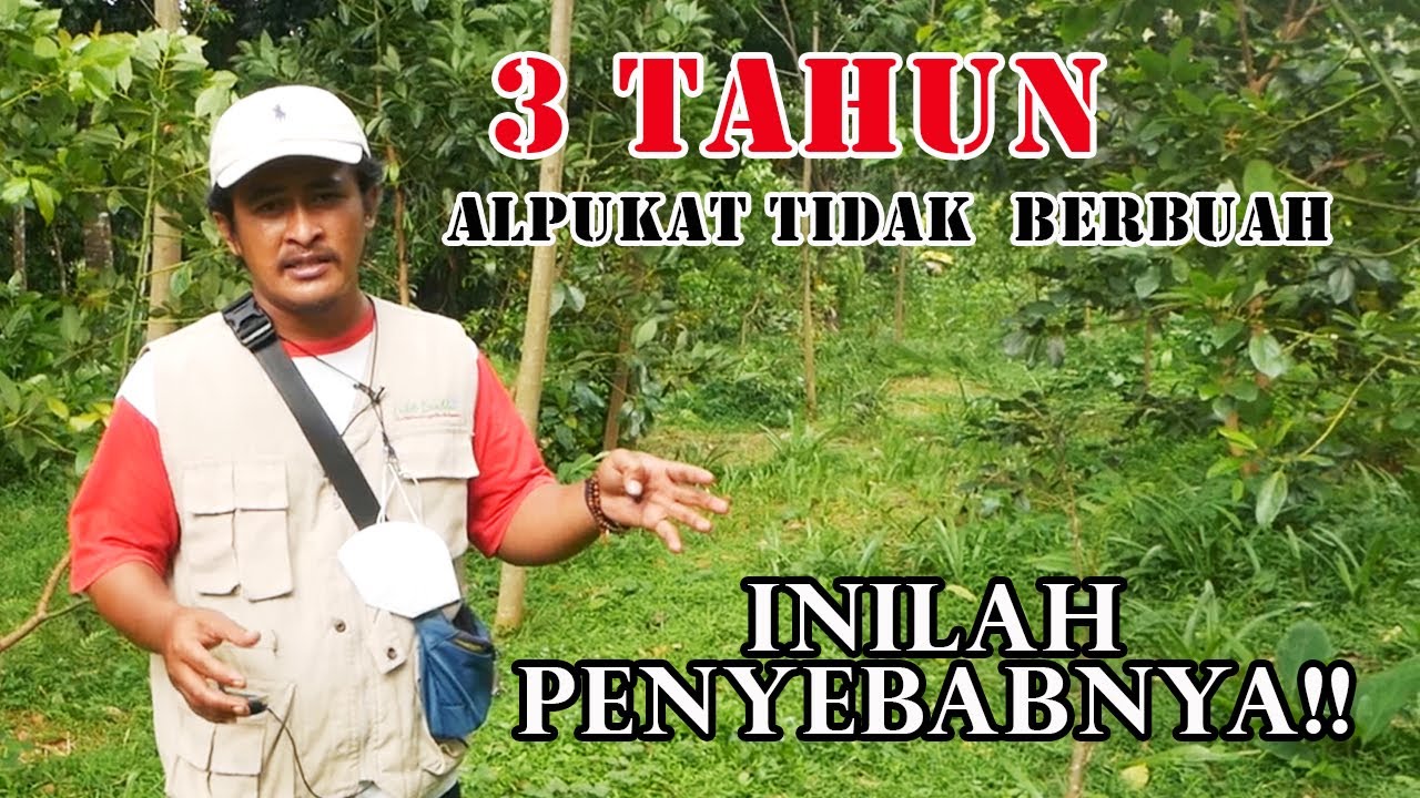 antisipasi kegagalan dalam berkebun alpukat (restorasi kebun alpukat)