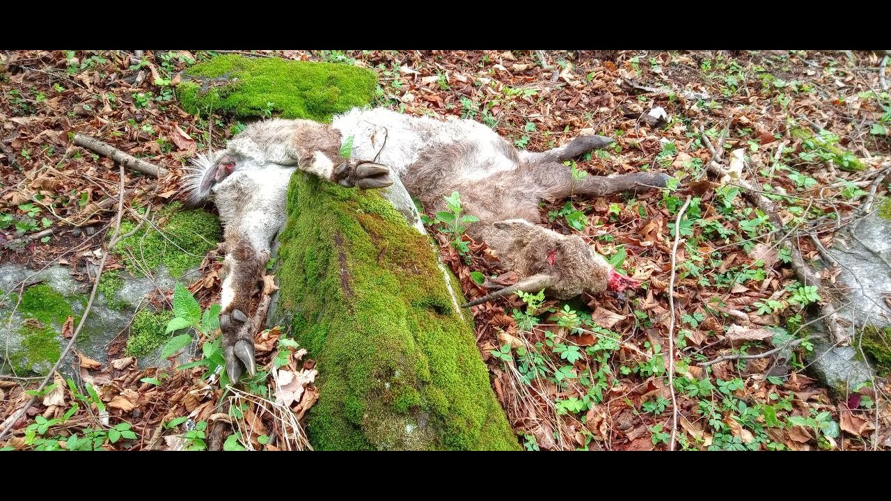 Palchi di Cervo - Un ultimo saluto