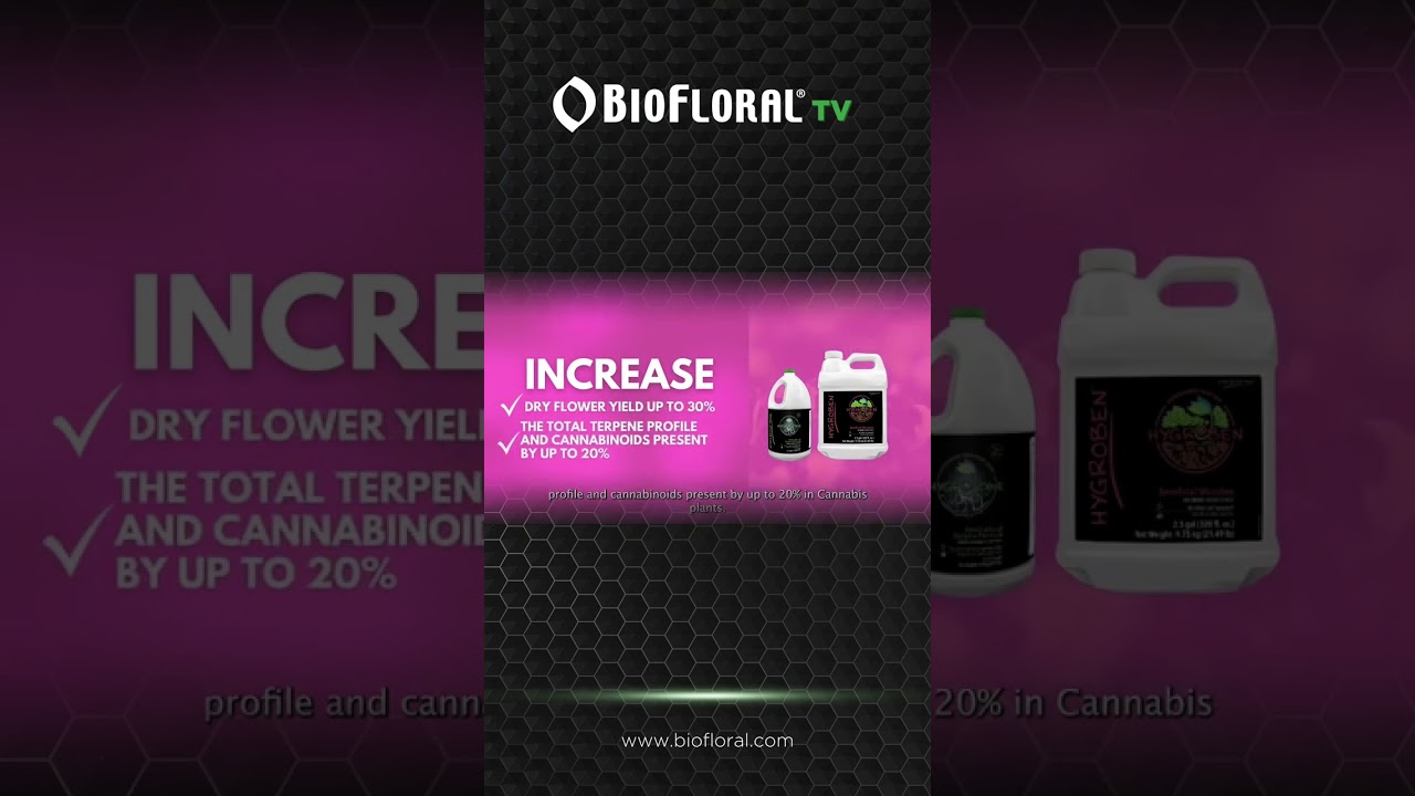 How HYGROBENTM Helps Canadian Growers Boost Yield, Terpenes & Plant Health Naturally 🌱🇨🇦