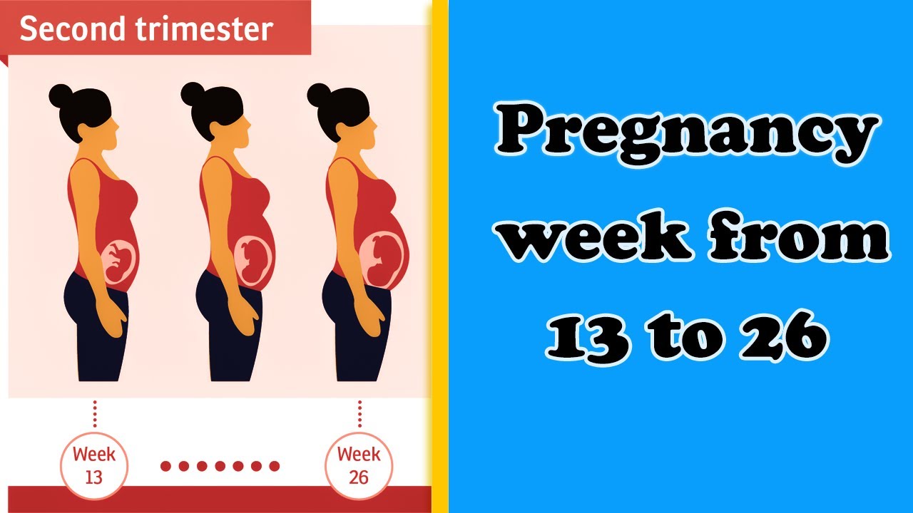 Fetus development I Fetus development in 2nd trimester I Pregnancy Hindi video
