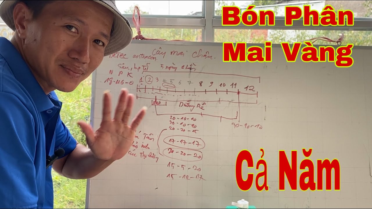 Qui Trình Phun Thuốc Và Bón Phân Trong Một Năm Cho Mai Vàng