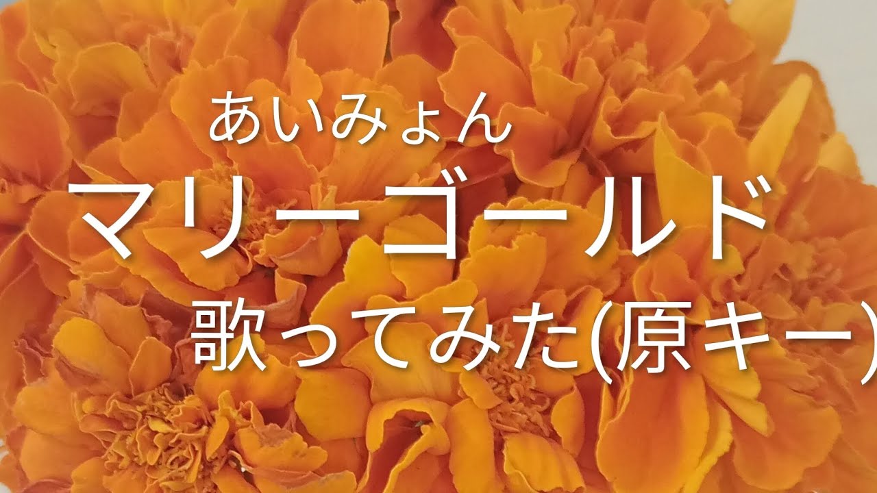 あいみょん「マリーゴールド」原キーで歌ってみた