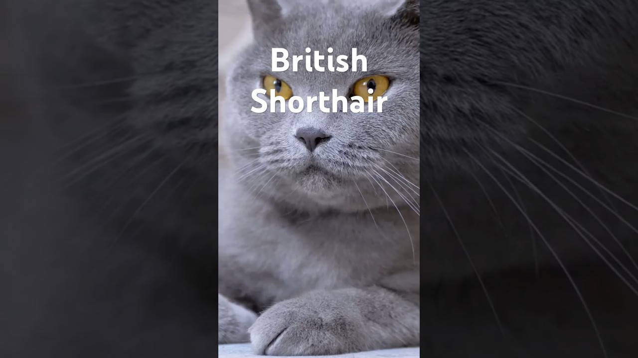 Scopri il British Shorthair.  Un Documentario