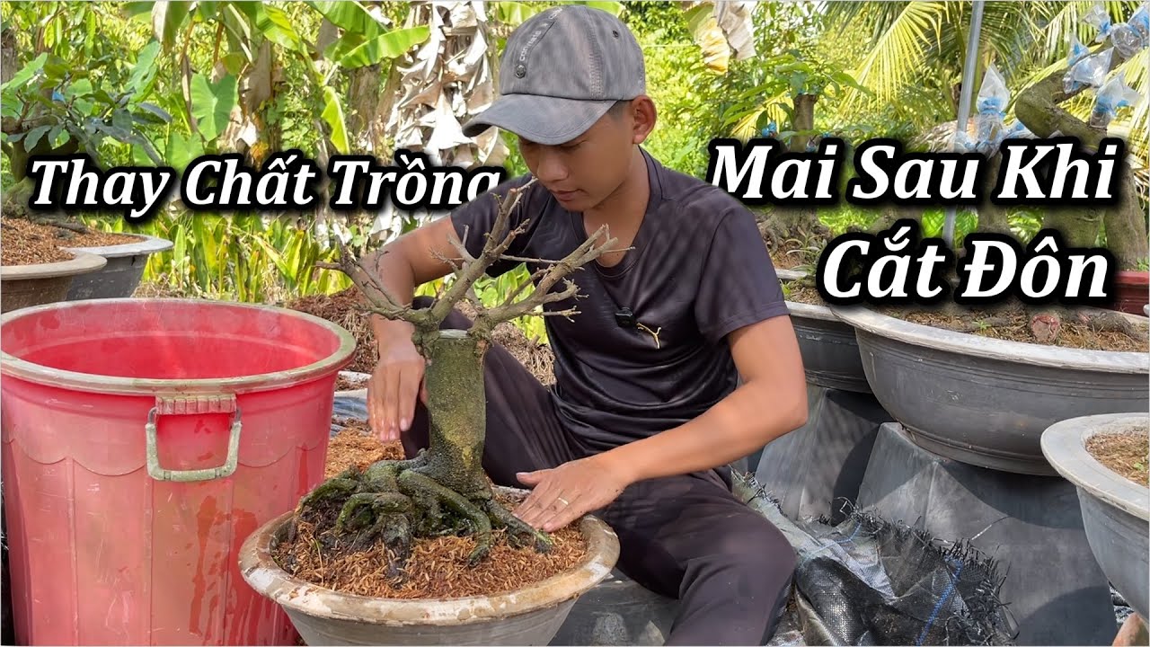 Thay Chất Trồng Mai Sau Khi Cắt Đôn - Mai Vàng Duy Hiếu
