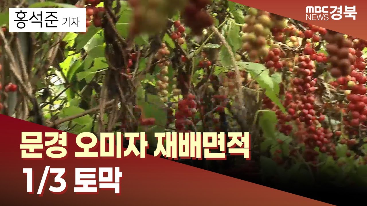 [R]문경 오미자 재배면적 '1/3 토막'.. 수급 기반 '흔들' / 안동MBC