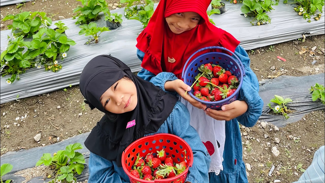 PETIK STOBERI DI ALAHAN SUMBAR