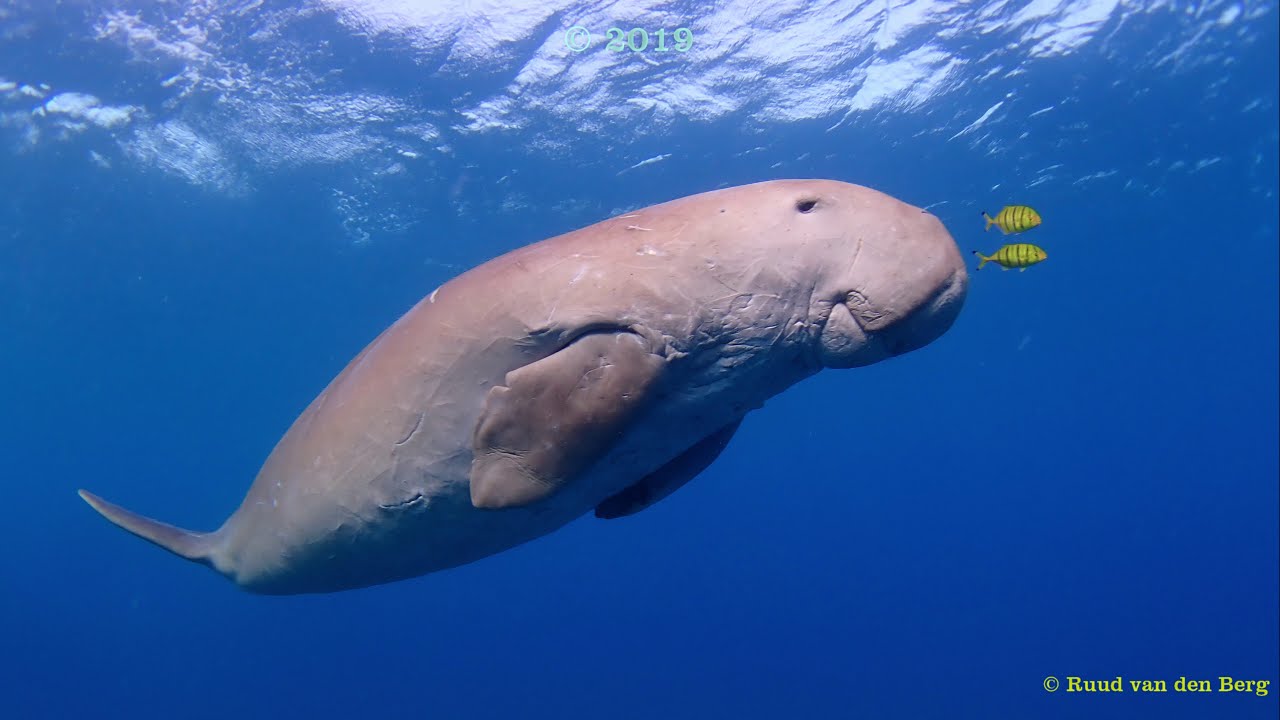 The Three Corners Equinox Beach Resort Marsa Alam, Curious Dugong
