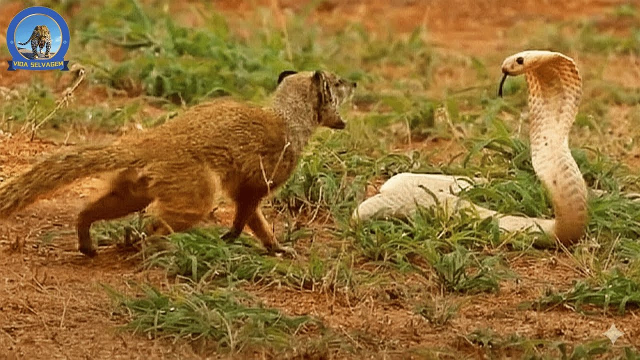 Cobra Fica Ousada, o Esquilo Fica Ainda Mais Corajoso nas Pradarias #animais | Vida Selvagem