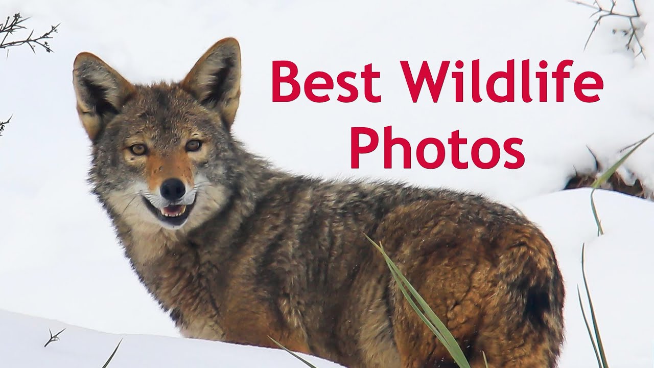 BEST WILDLIFE PHOTOS - Kabyle Relaxing and meditarion backround music