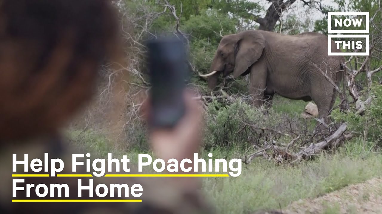 How to Protect African Wildlife and Stop Poachers From Home