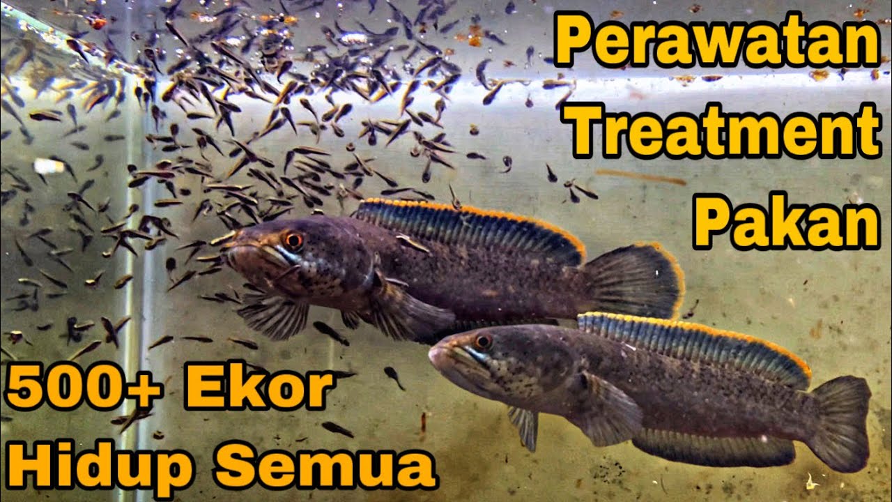 Lakukan ini agar BABY CHANNA LIMBATA tidak MATI | breeding channa limbata
