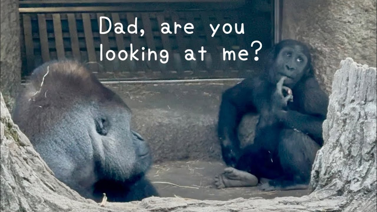 😍愛娘を見つめる父ハオコDad gorilla looking at his beloved daughter💞
