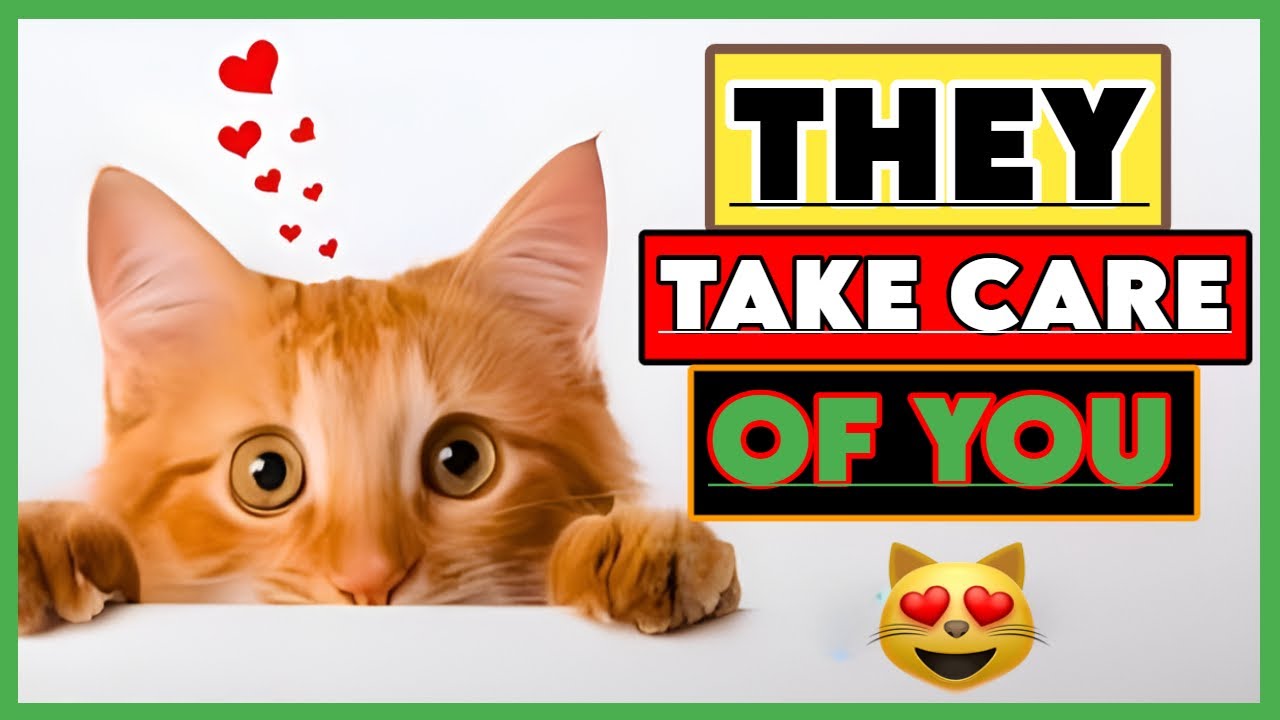 What Your Cat&rsquo;s Behavior Means | 11 Secret Ways They Show Love & Care