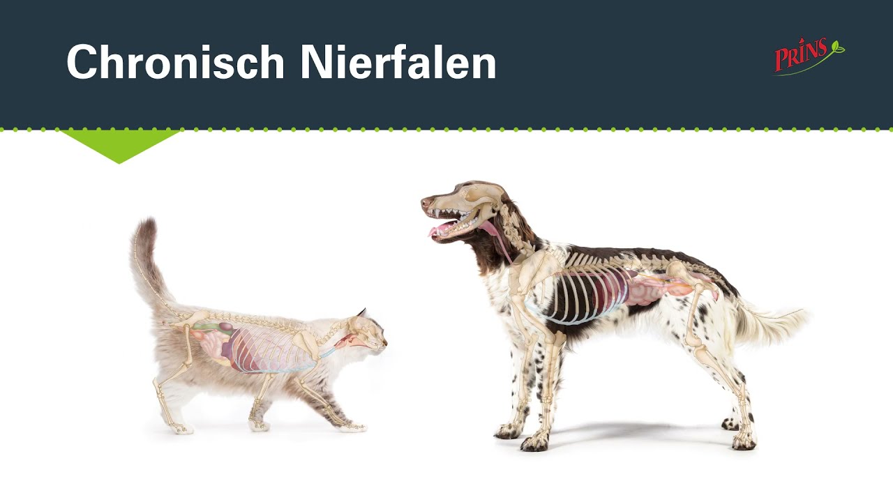 Chronisch nierfalen | Veelvoorkomende gezondheidsproblemen