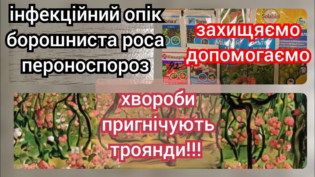 ХВОРОБИ ТРОЯНД коли виникають, як виглядають ВСЕ ПРО ОБРОБКИ ТРОЯНД для новачків і не тільки 🌹❤️✌️🇺🇦