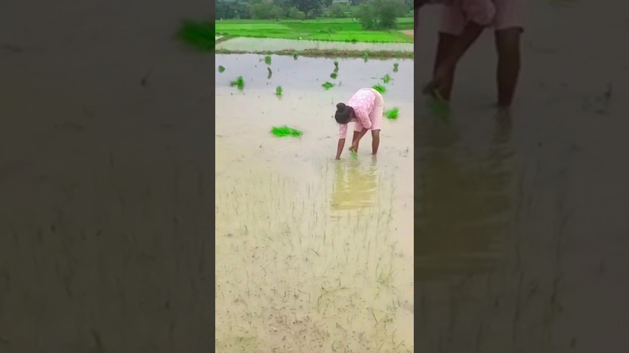 पुकड़ी कर रोपा #shortvideo #ytshorts #Sarna sarai pup