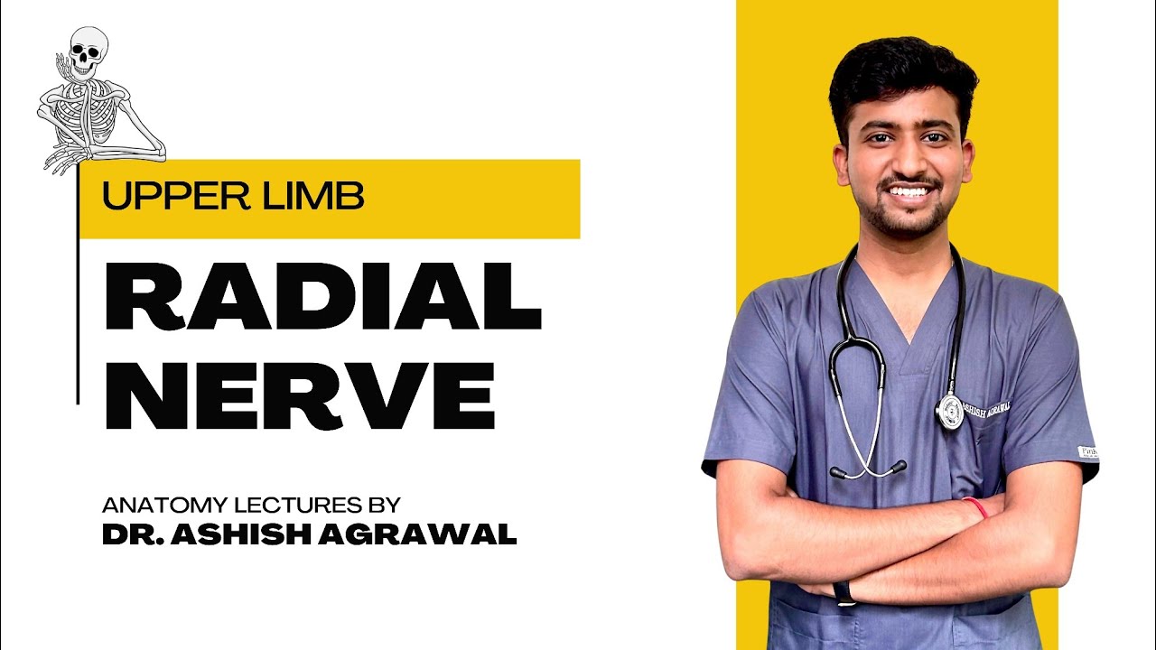 Radial Nerve || Upper Limb Anatomy || First Year MBBS || Anatomy lectures by Ashish