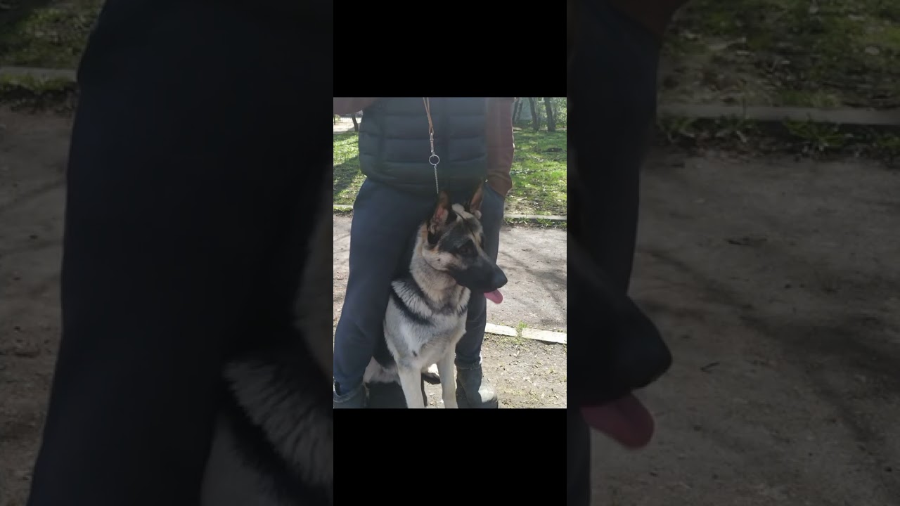 Поговорим об окрасах восточноевропейской овчарки