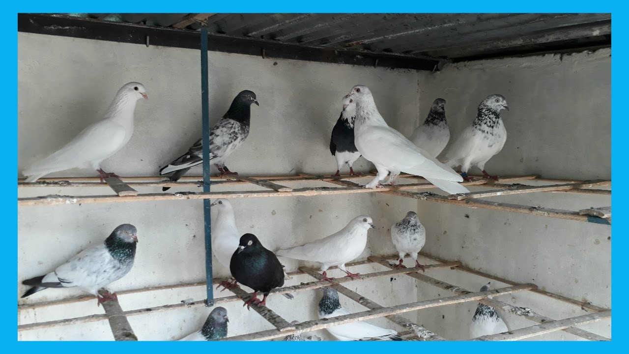 high flying pigeon loft & high flying baby pigeon cages