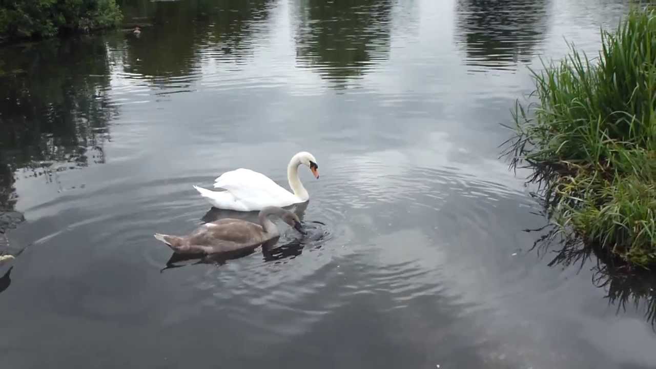 SWAN AND CYGNETS 2