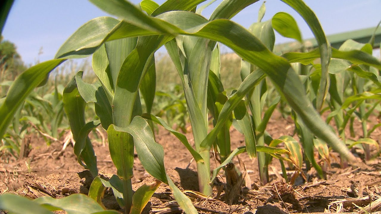 Dry weather creeping into the Corn Belt