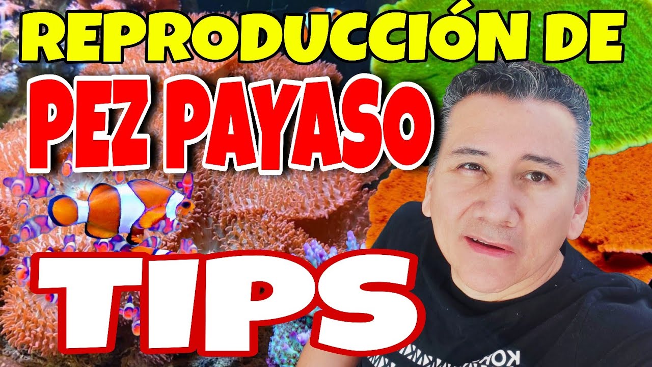 REPRODUCCIÓN DE PEZ PAYASO TIPS