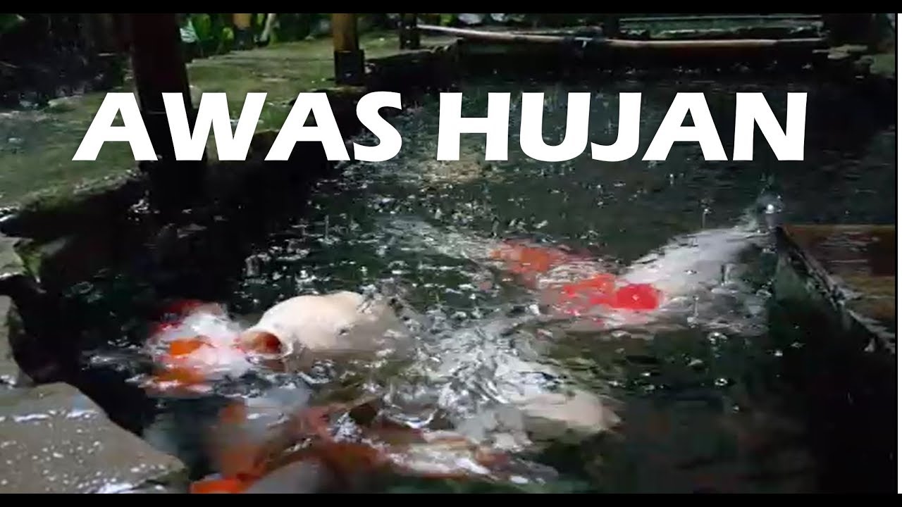 PENGARUH AIR HUJAN TERHADAP KOLAM KOI | Tutorial Kolam Koi (15)