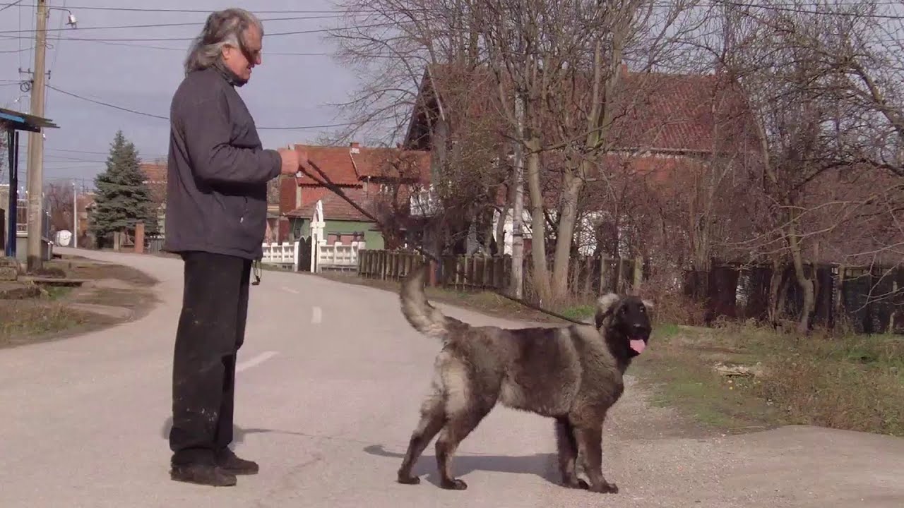Transform Your Shepherd into a Well-Behaved Dog in No Time! | (Part 1)