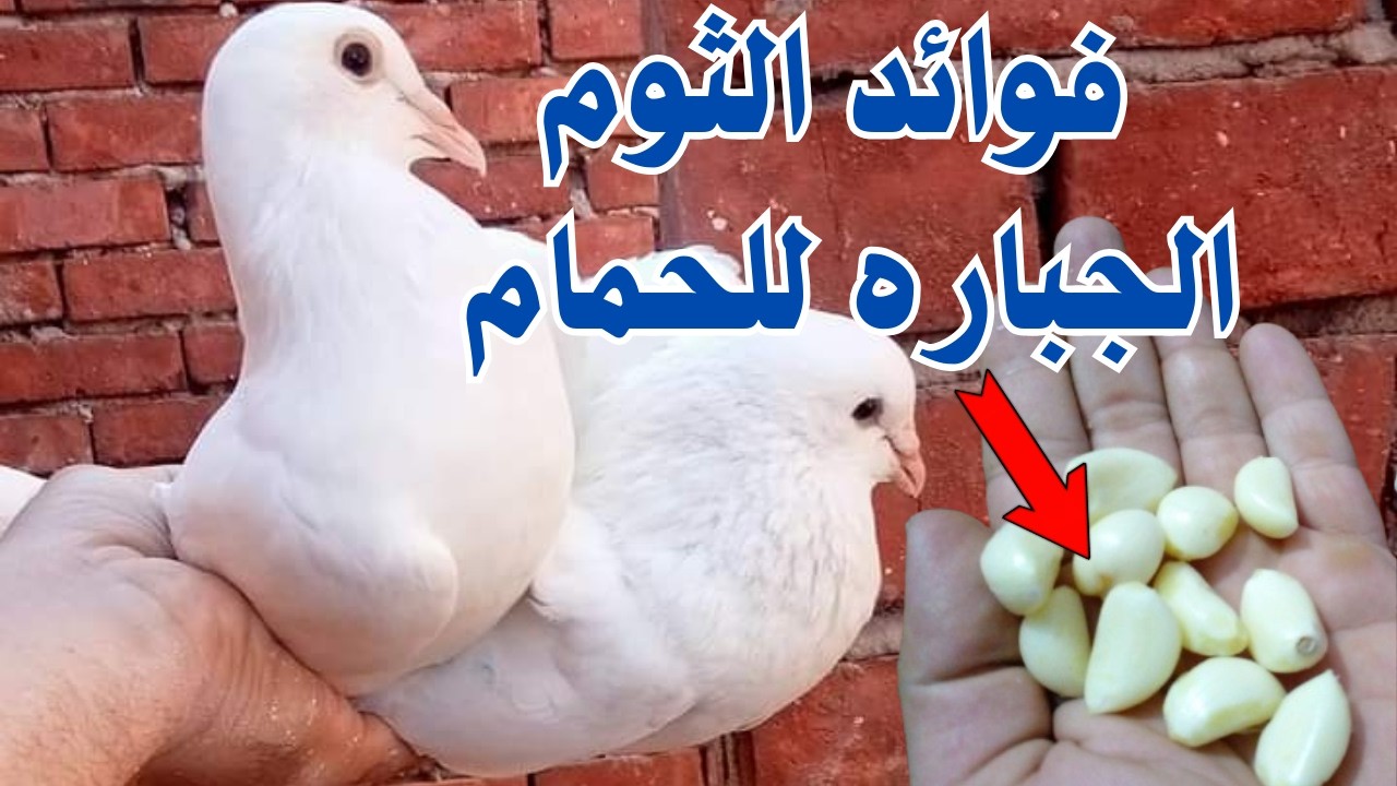 فوائد الثوم الجباره للحمام |والطريقة الصحيحة لتقديم الثوم للحمام(عملي)👌ابوشام مع الحمام