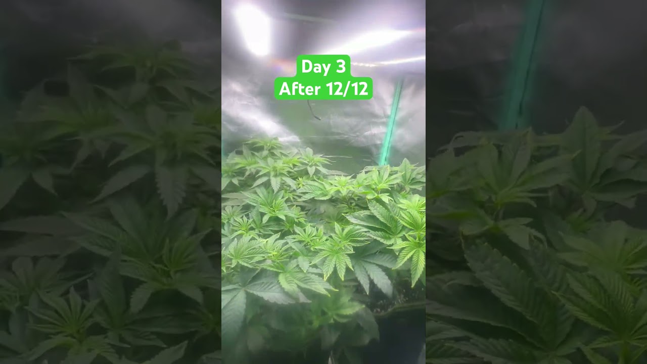 Day 3 of Flowering (12/12) + Added 100W Light | Cannabis Grow Update