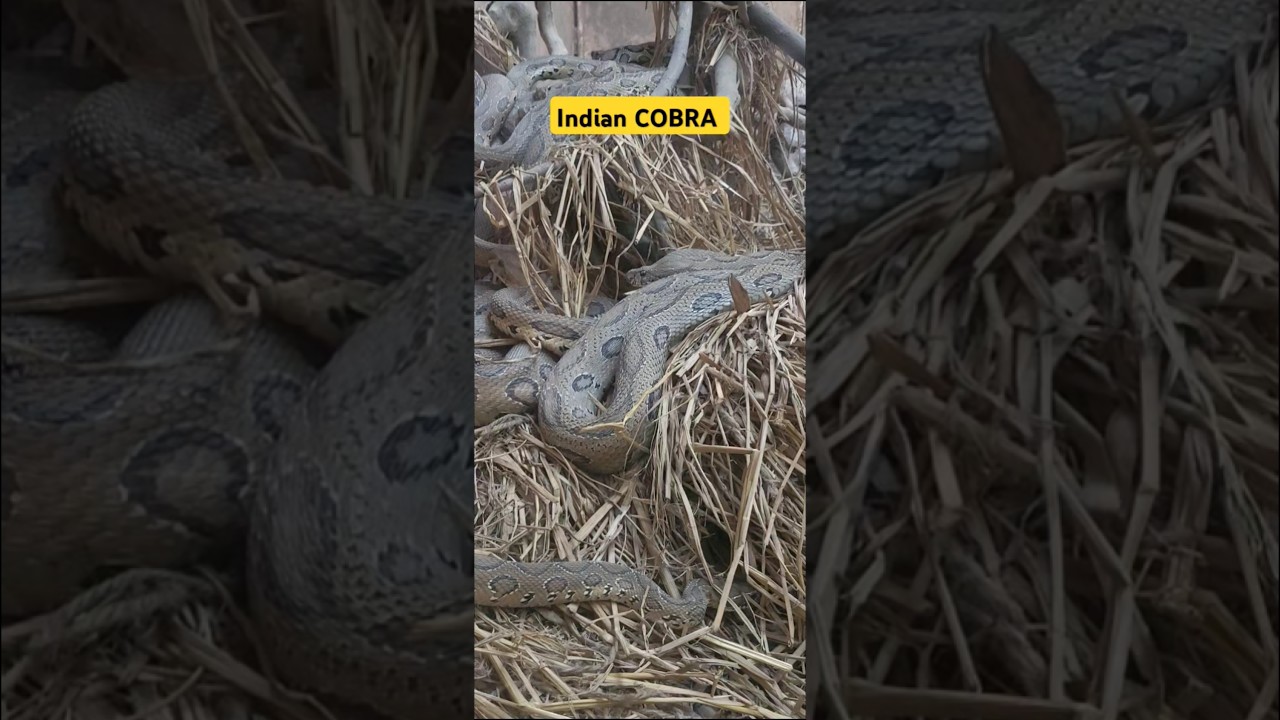 COBRA 🐍 #vanvihar #bhopal #snake #viralshorts #shorts #viralvideo #video #videoviral #youtube