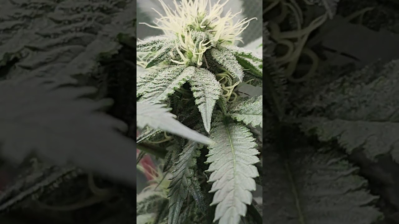 Woreoz - Seed2Flower 17