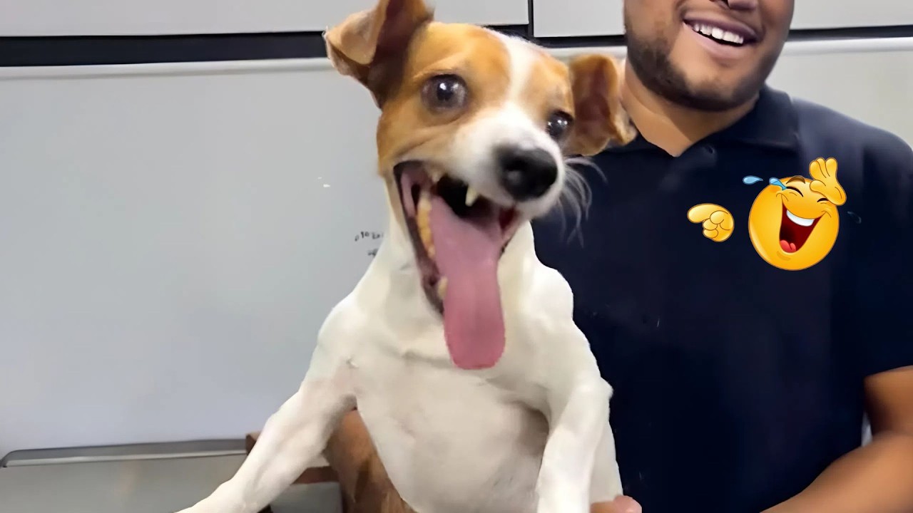 These Dog Videos of the Year Will Make You Laugh Way Too Hard 😂🐶