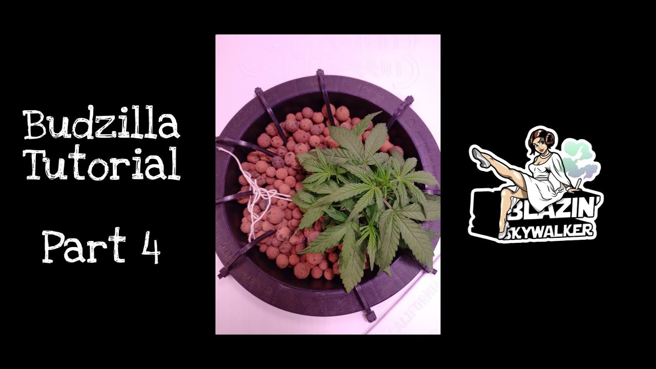 Budzilla Tutorial - Part 4