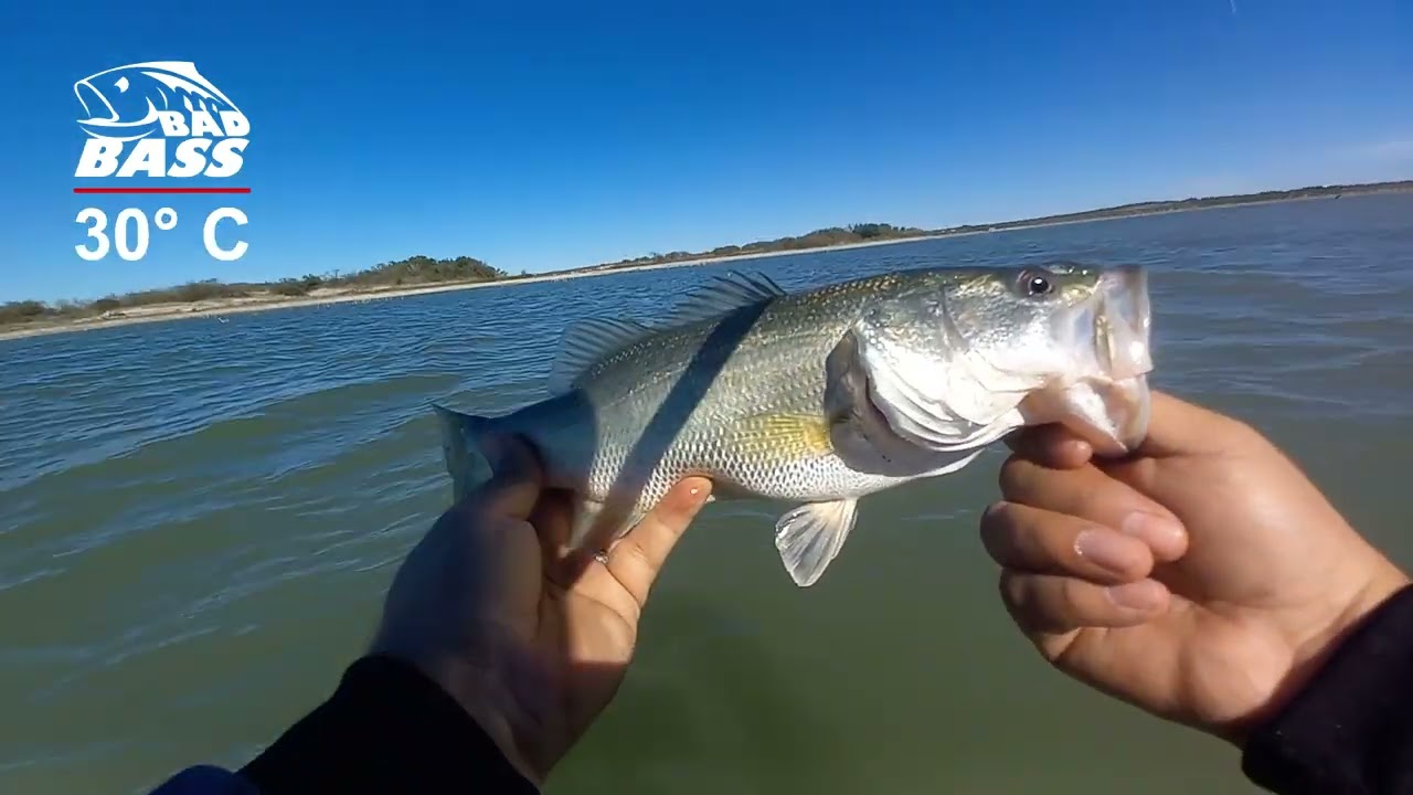 PRESA EL CUCHILLO / LAS PRIMERAS DEL 2026 / BAD BASS
