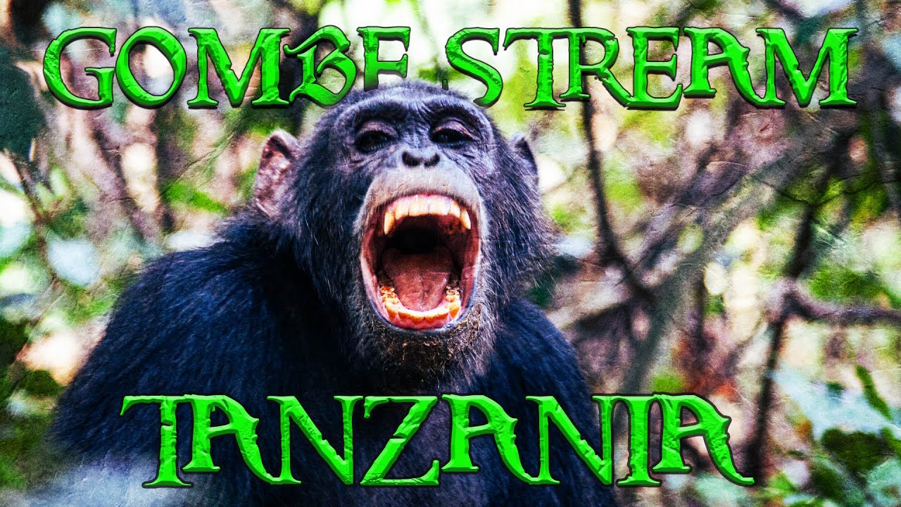 Trekking with chimps at Tanzania's gombe stream NP