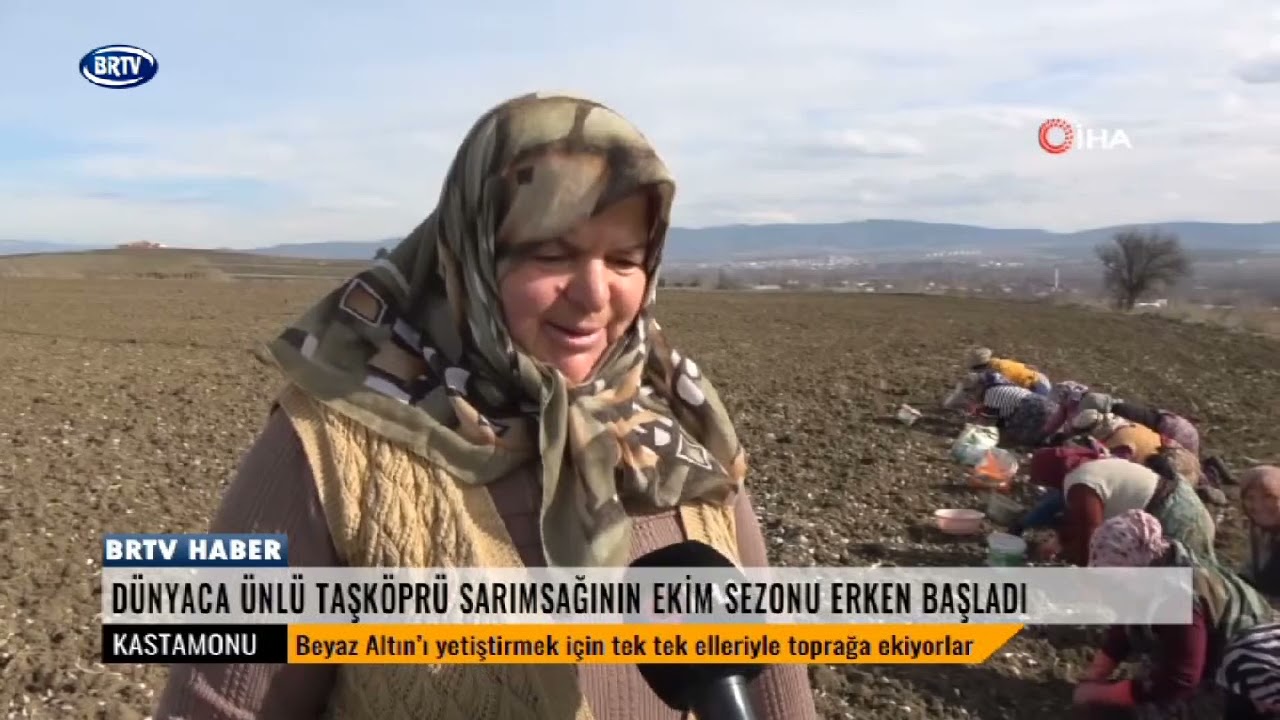 Taşköprü sarımsağı toprakla buluşuyor.