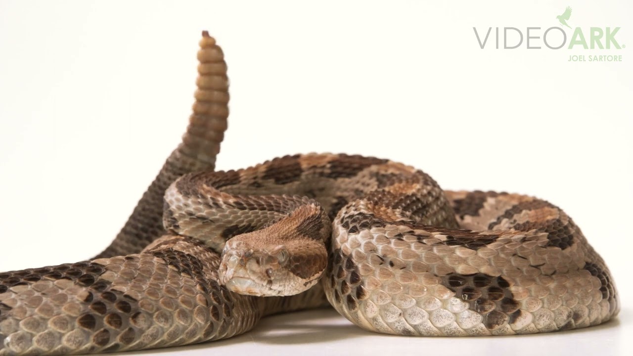 A timber rattlesnake (Crotalus horridus) at Verve Biotech in Waverly, Nebraska.