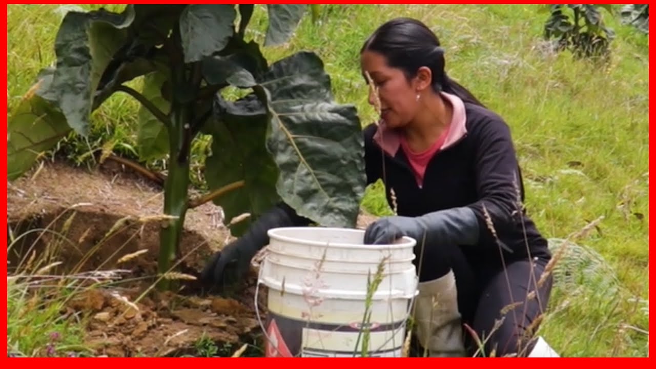 Abonado de tomate de árbol con abono hecho en casa (abono orgánico?😉