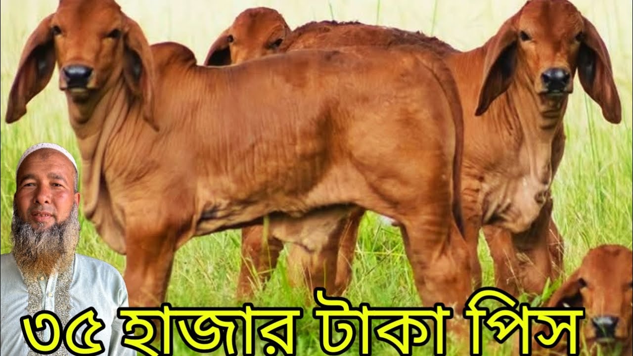 পাঁচটা গরুর প্যাকেজ মাত্র এক লক্ষ 85 হাজার টাকায় কিনুন নানা নাতি খামার থেকে
