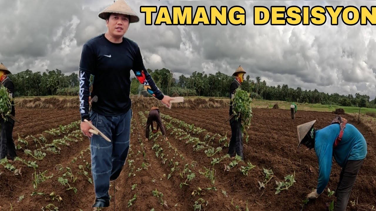 TAMANG DISISYON  LIPAT NA AKO SA KAMOTE IWANAN NA ANG PALAY 😭😭😭