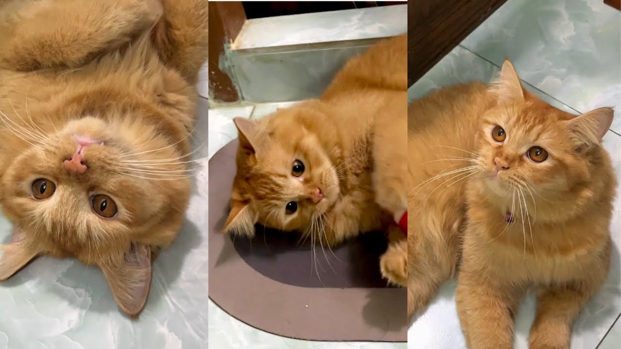 Coco’s Happy Hour 🎉⚽ #cocobaby #cococat #catvlog #animallovers #Child#catlovers 