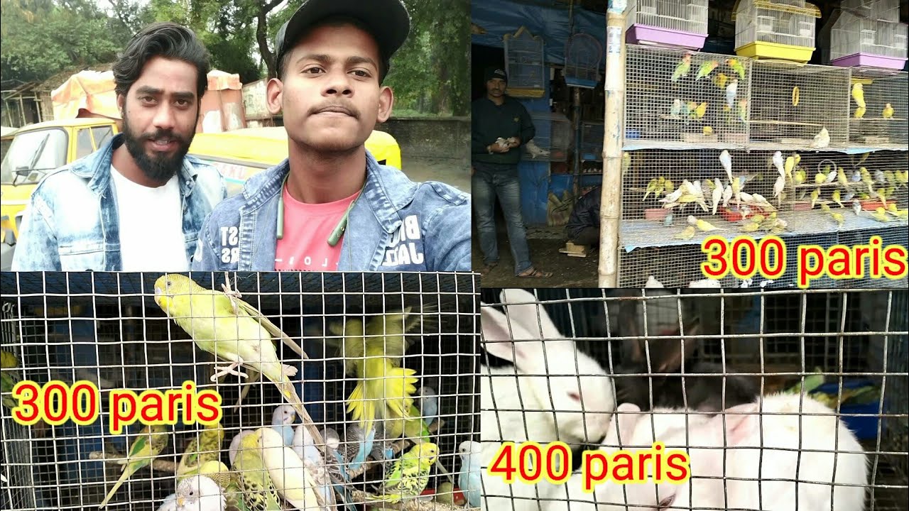 Asansol Bird's Market // Aryan khan status aks