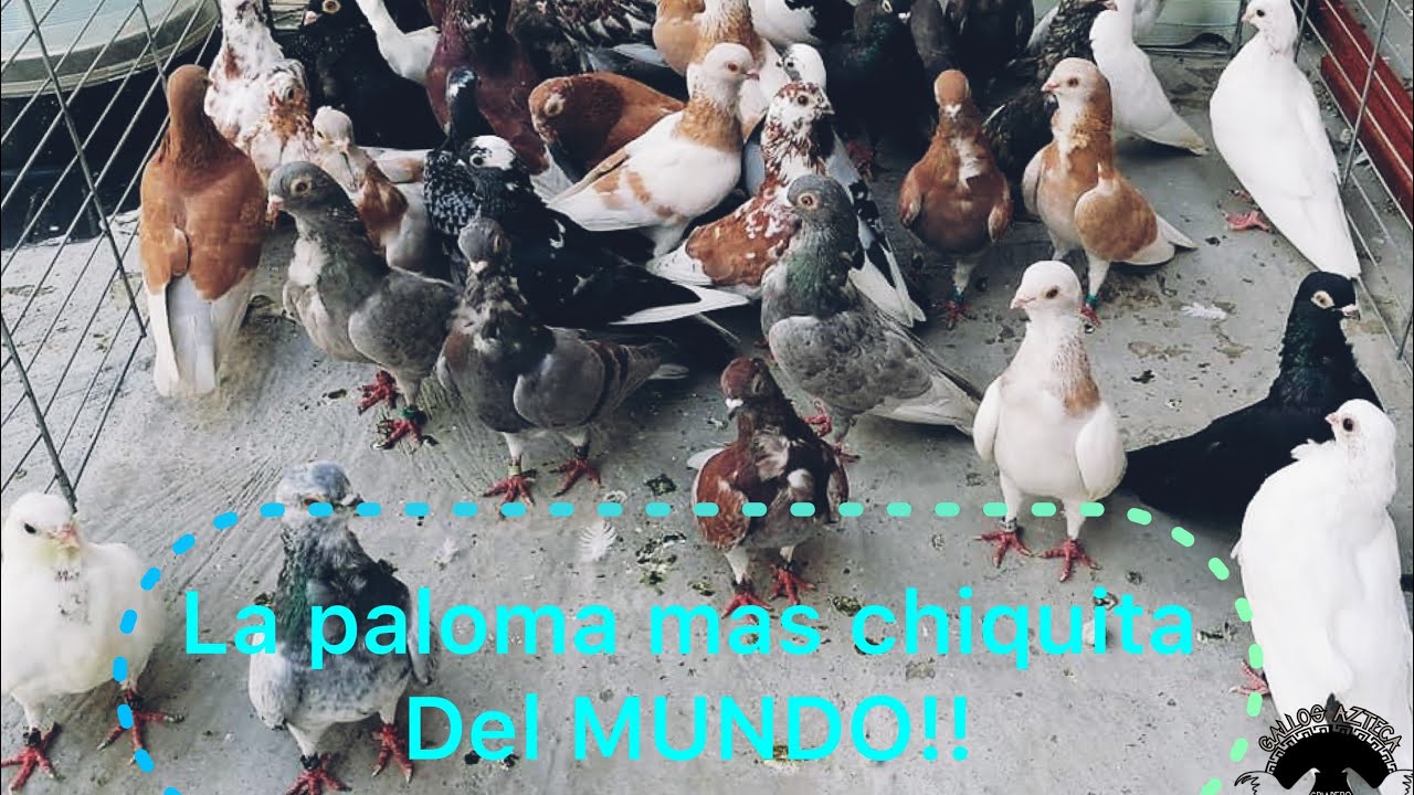 Muchísimas Palomas de fantasía (La paloma mas chiquita del mundo y la paloma cabeza de marciano👽)